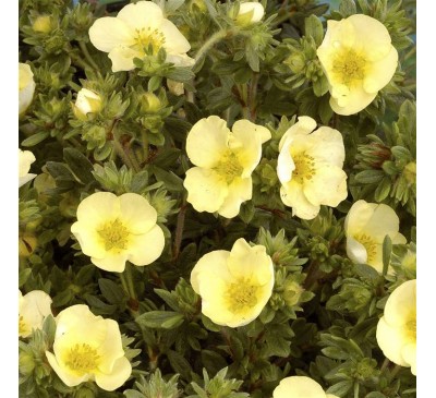 Лапчатка кустарниковая  Прироуз Бьюти (Primrose Beauty) с2